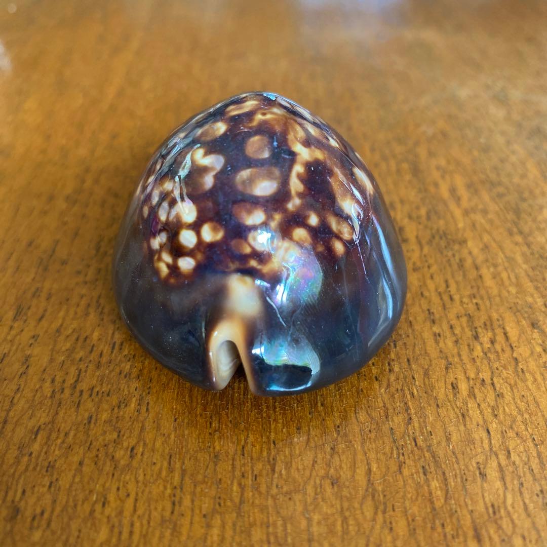 ハチジョウダカラカイ⭐︎ タカラガイ宝貝 沖縄天然貝殻 珊瑚 素材