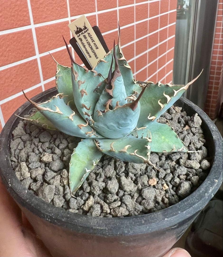 アガベハイブリッド BB×エボリスピナ仔株（ジェレミー株） - メルカリ