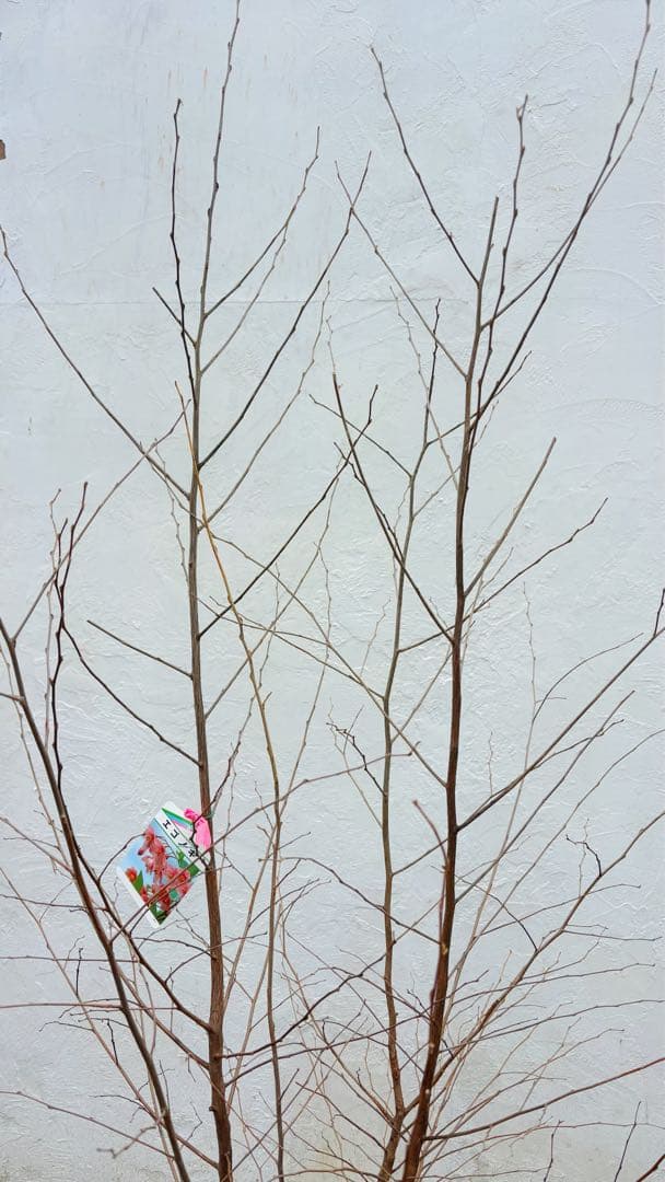 希少。赤花エゴノキピンクチャイム株立ち1.8M(鉢底から) - メルカリ