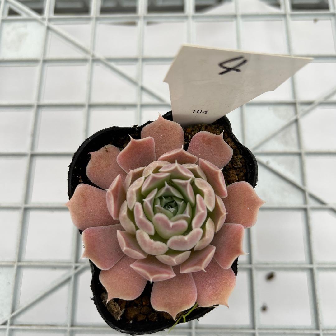 ヒアリナサントドミンゴ - メルカリ