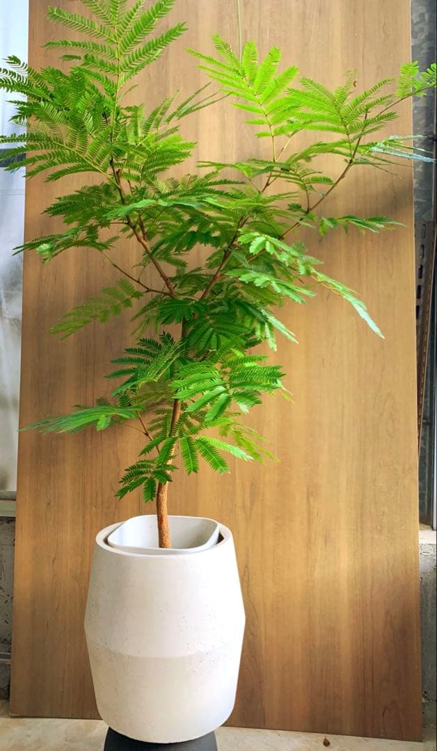 オベサ鉄甲④ 実生 2022年頃 播種 良型 フーフォルビアオベサ♀✕鉄甲