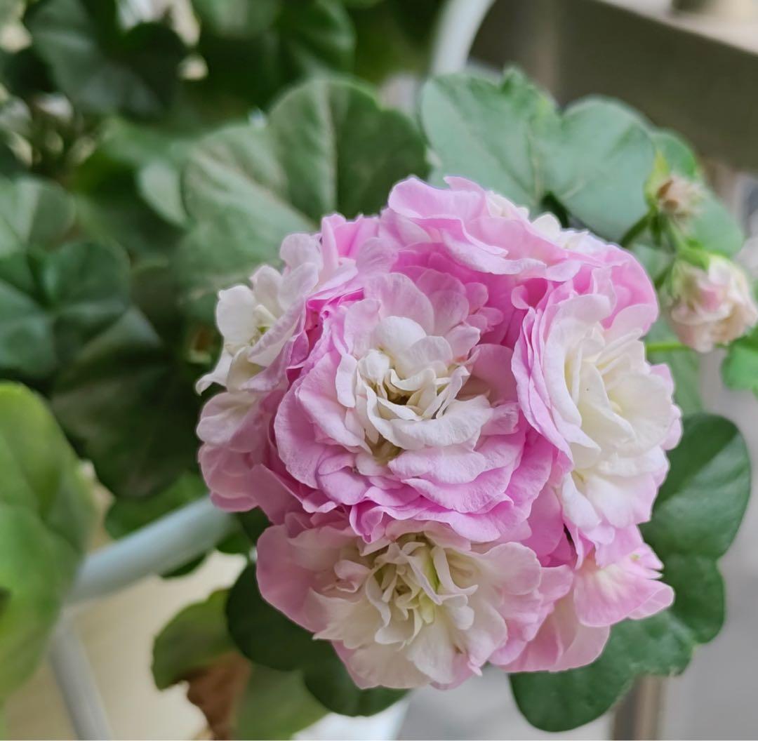 超新品アイビーゼラニウム苗 - 花ブランド 品 通販