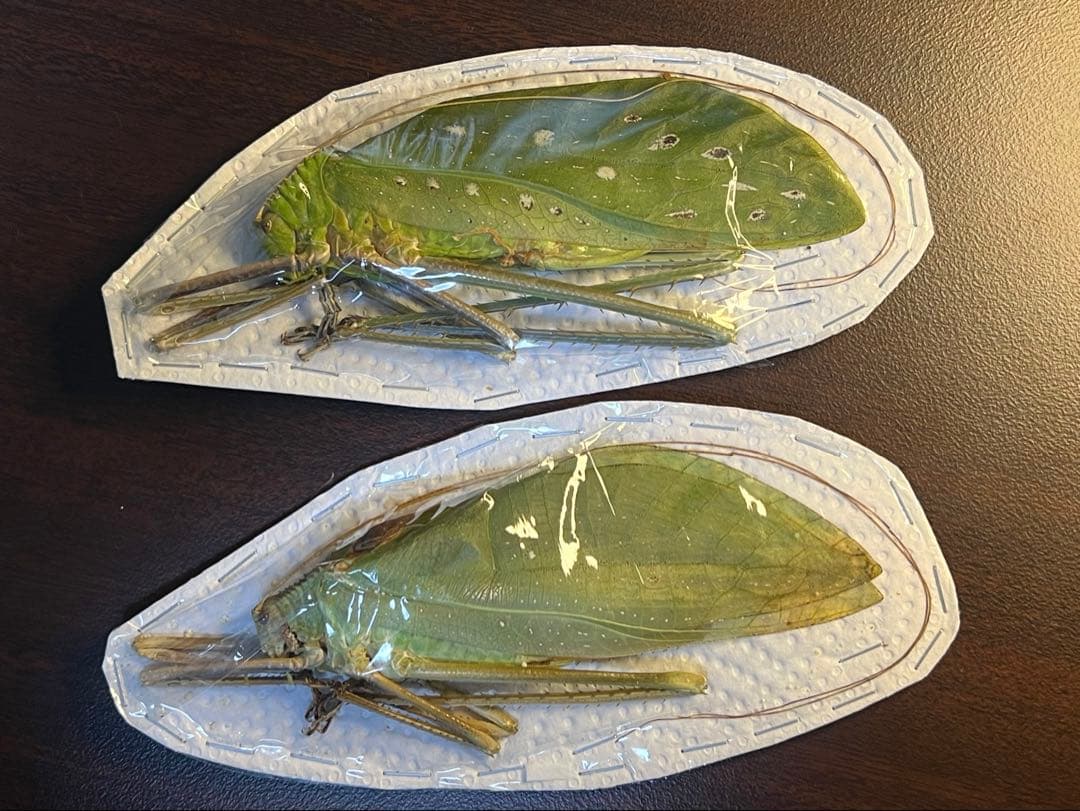 世界最大級のキリギリス　マレーオオコノハギス　ペア標本 Sparkle Beetle (@BeetleSparkle) / Posts / X
