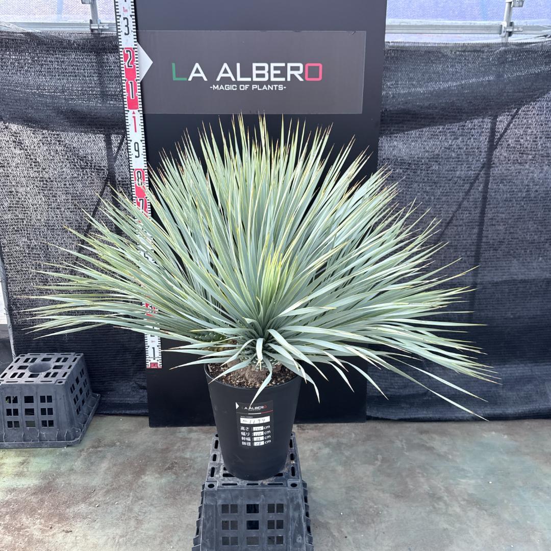 AL1194】ユッカ ロストラータ 超希少4分頭株 - メルカリ