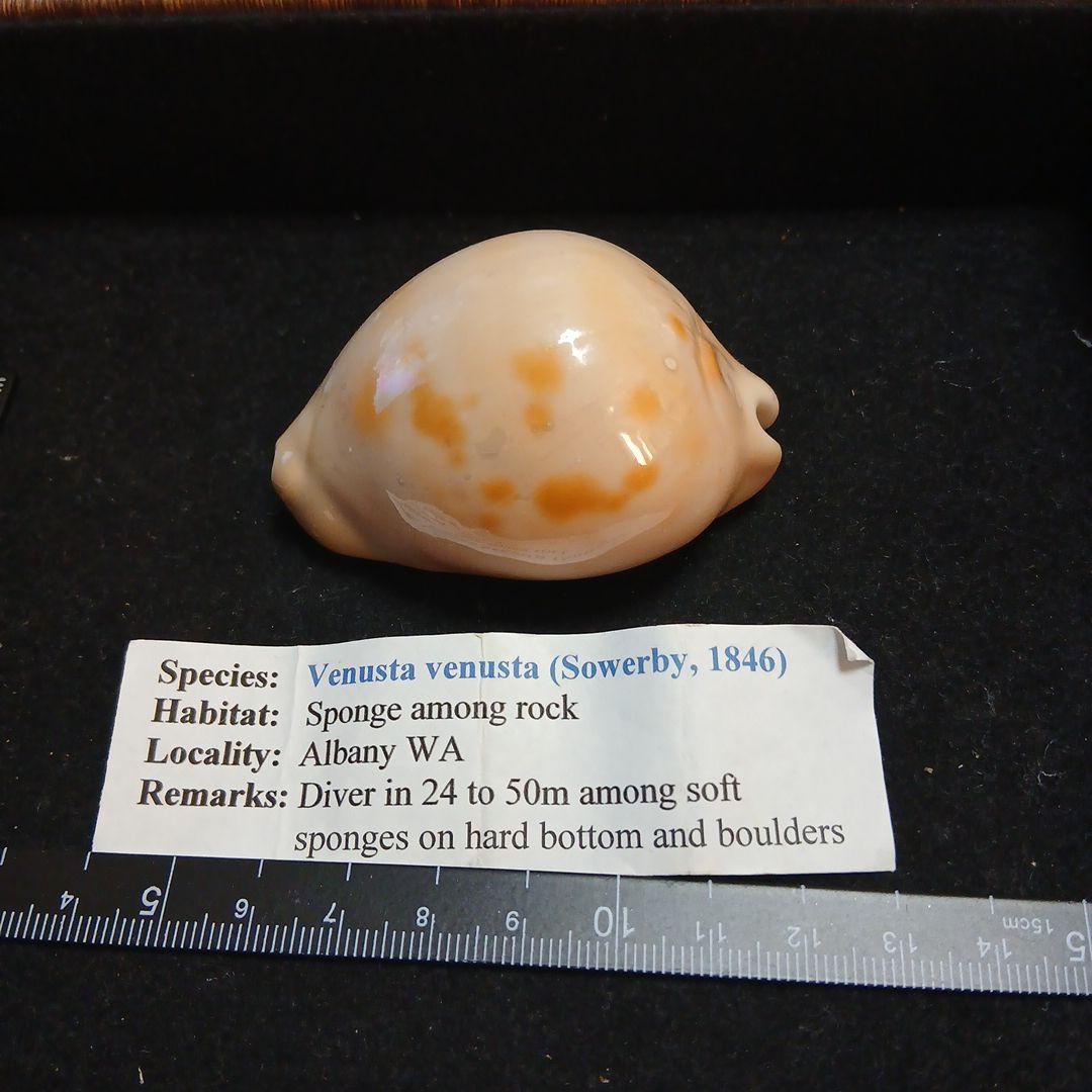 貝殻 TERADAMOTORS Sportster IRON 883 カウル・エアロ XL883N アルミ製