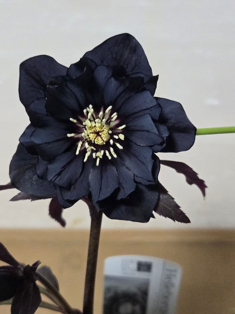 ☆広瀬園芸☆クリスマスローズ☆4.5号鉢☆ - メルカリ