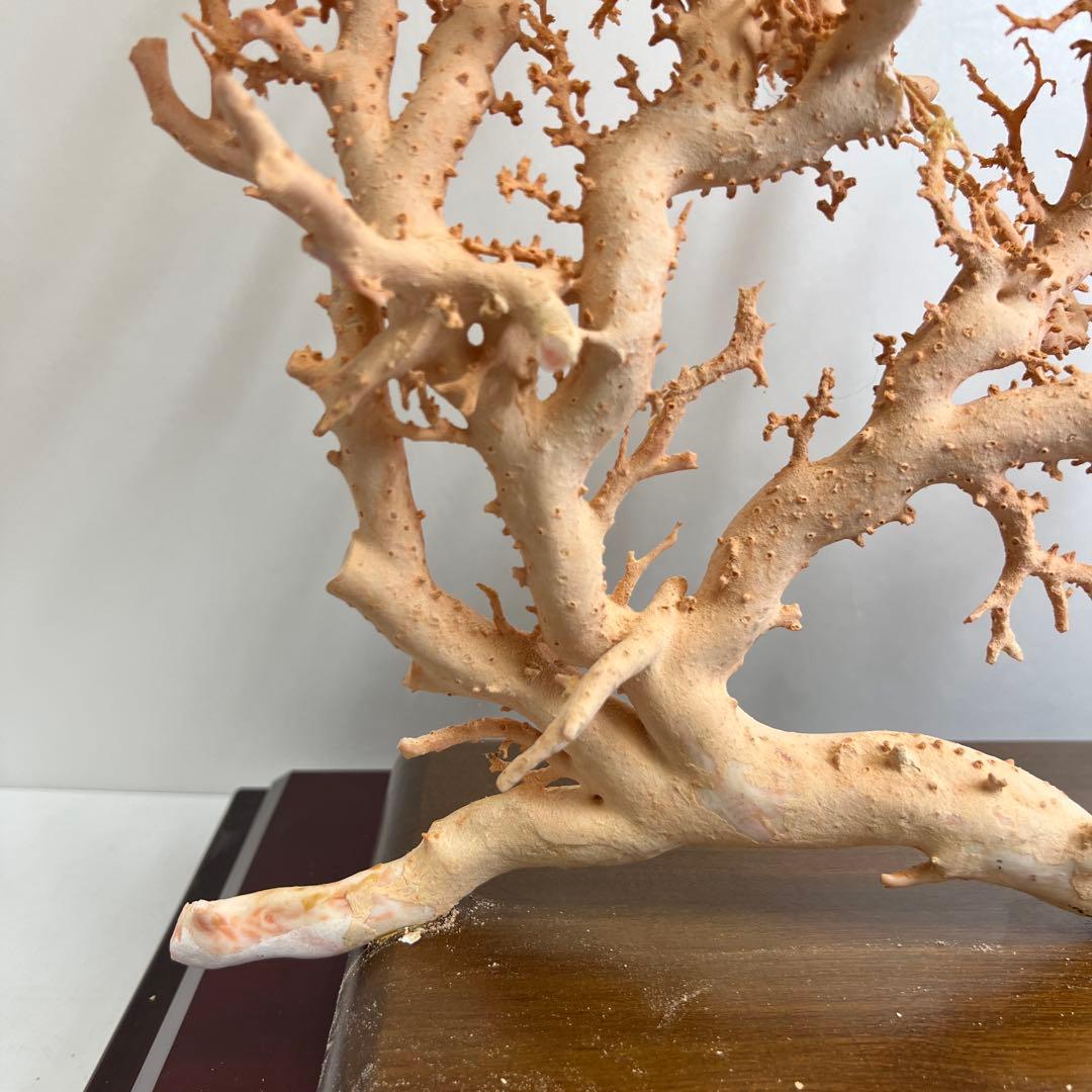 本桃色珊瑚　超特大原木　ガラスケース付　東Y8-0105☆2Fタサオ