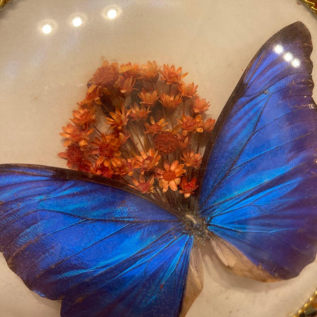 モルフォ蝶 標本 壁かけアート 直径約20cm - メルカリ