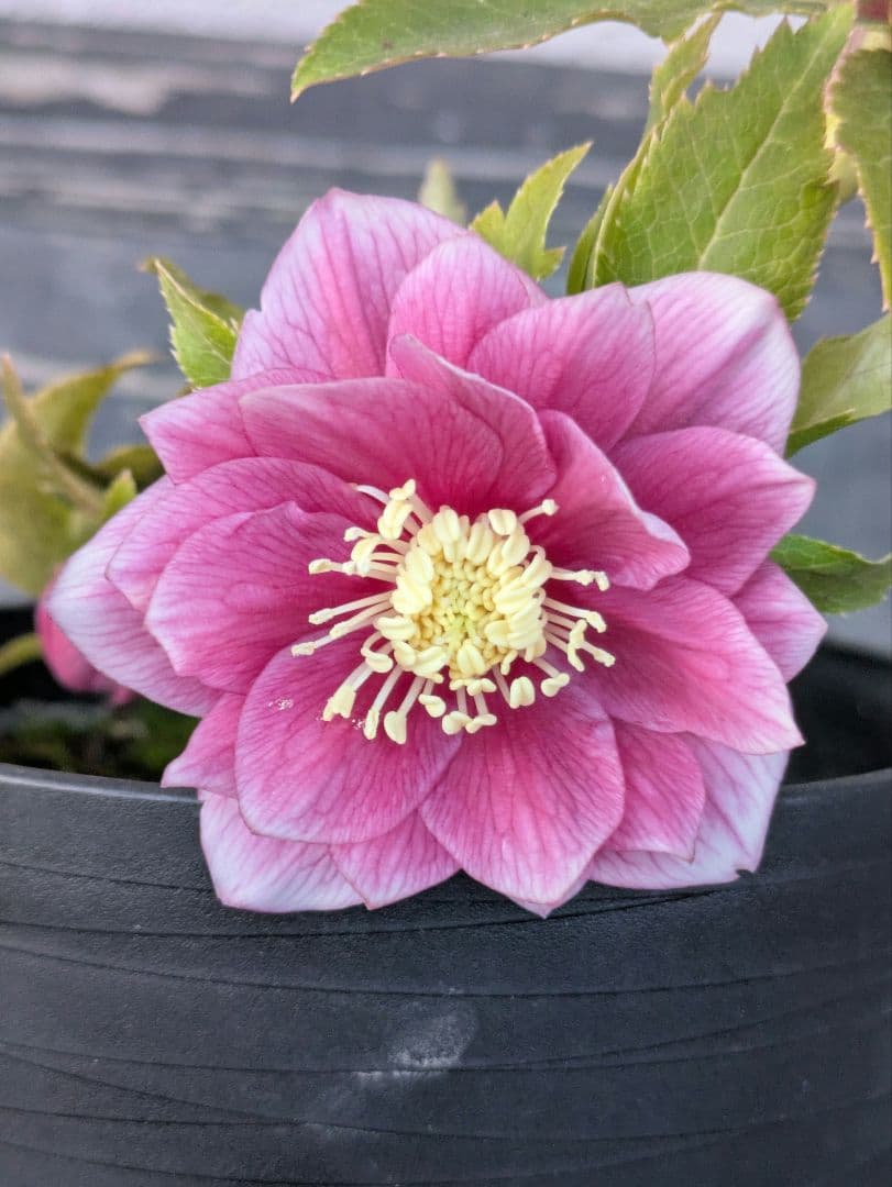 広瀬園芸 クリスマスローズ　オーレア系 ピンクグラデーション DD（ダブル） 広瀬園芸 クリスマスローズ オーレア系 ピンクグラデーションdd