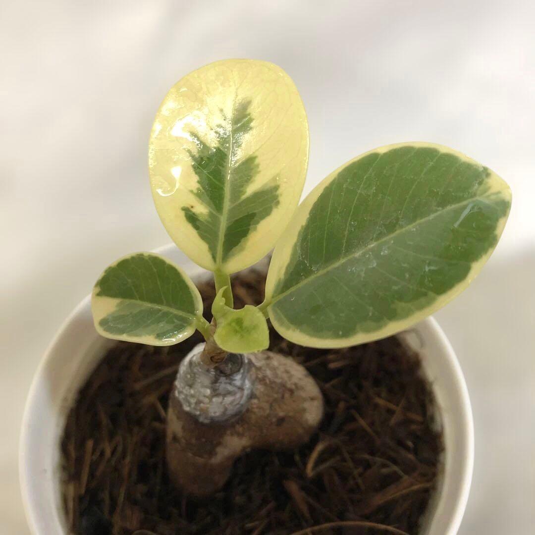 る*♪様 パンダ ガジュマル 斑入り 接木 - メルカリ