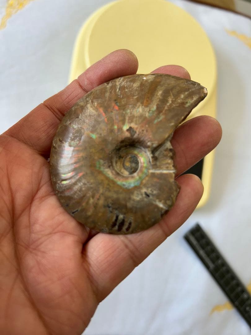 値下げしました。アンモナイトの化石 約15cm 虹色 - メルカリ