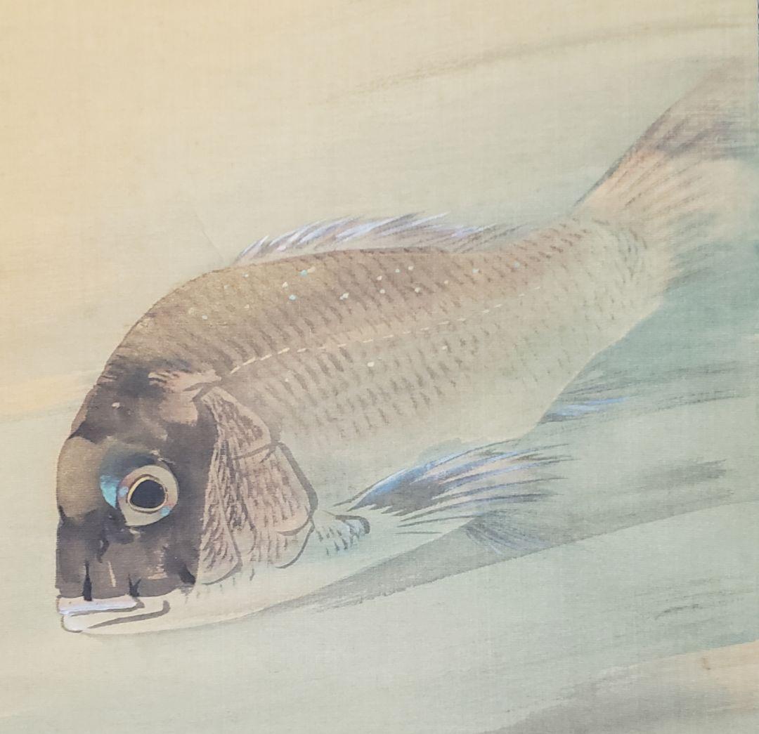 鯛図【洋中赤鬃魚】今井景樹 2600 海中の鯛 共箱 掛け軸 肉筆 - メルカリ