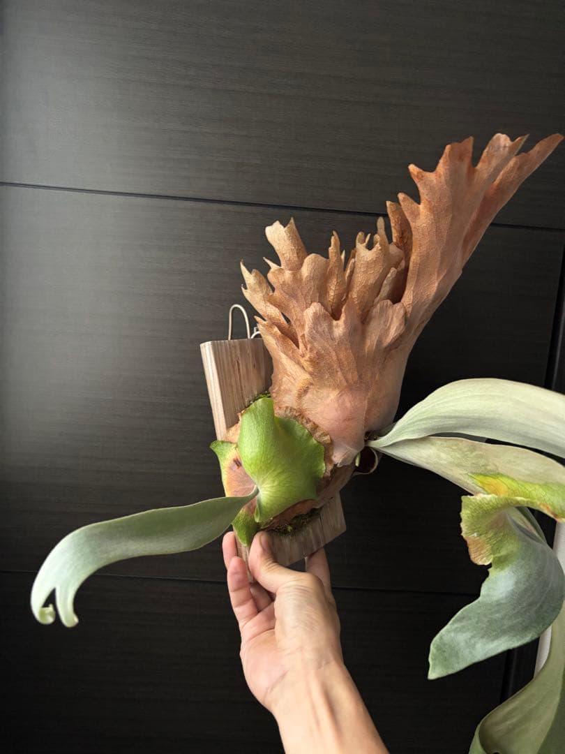 アボカド様専用 P. willinckii 'Cotton Cloud' - メルカリ