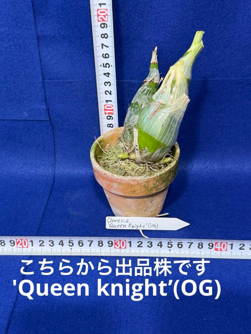 105 タケノコラン Clowesia ´Queen knight´(OG)