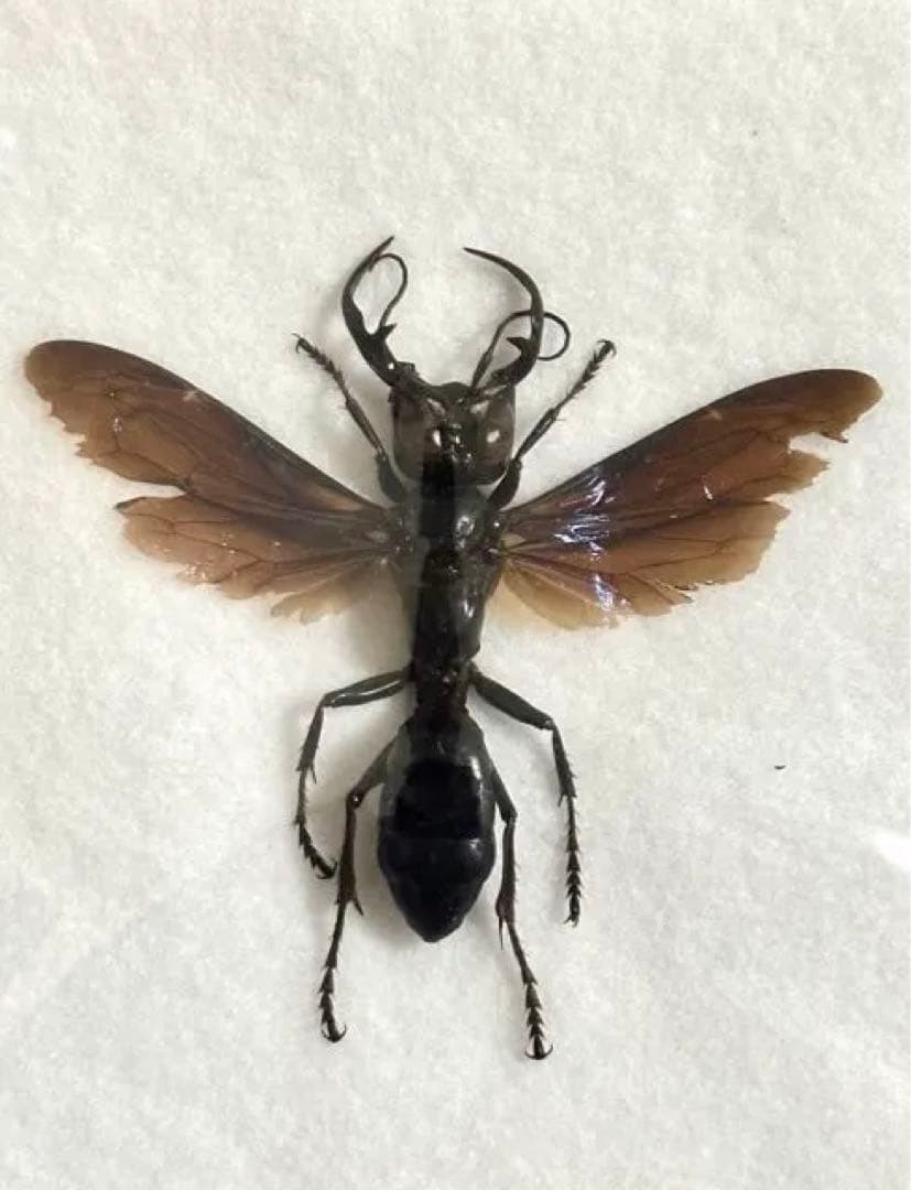 メガララガルーダ 標本 - メルカリ