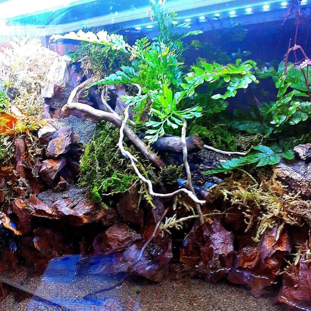 画像追加60cm二段滝 大型アクアテラリウム 水槽 完成品 ジャングル