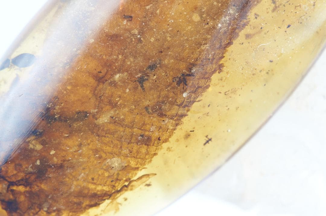 レア極上品 PA114虫入り琥珀化石 ミャンマーカムティかタナイ9900万年