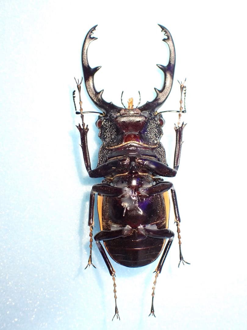 標本】ブルマイスターツヤクワガタ 94.1ミリ 野外品 訳あり商品 説明欄