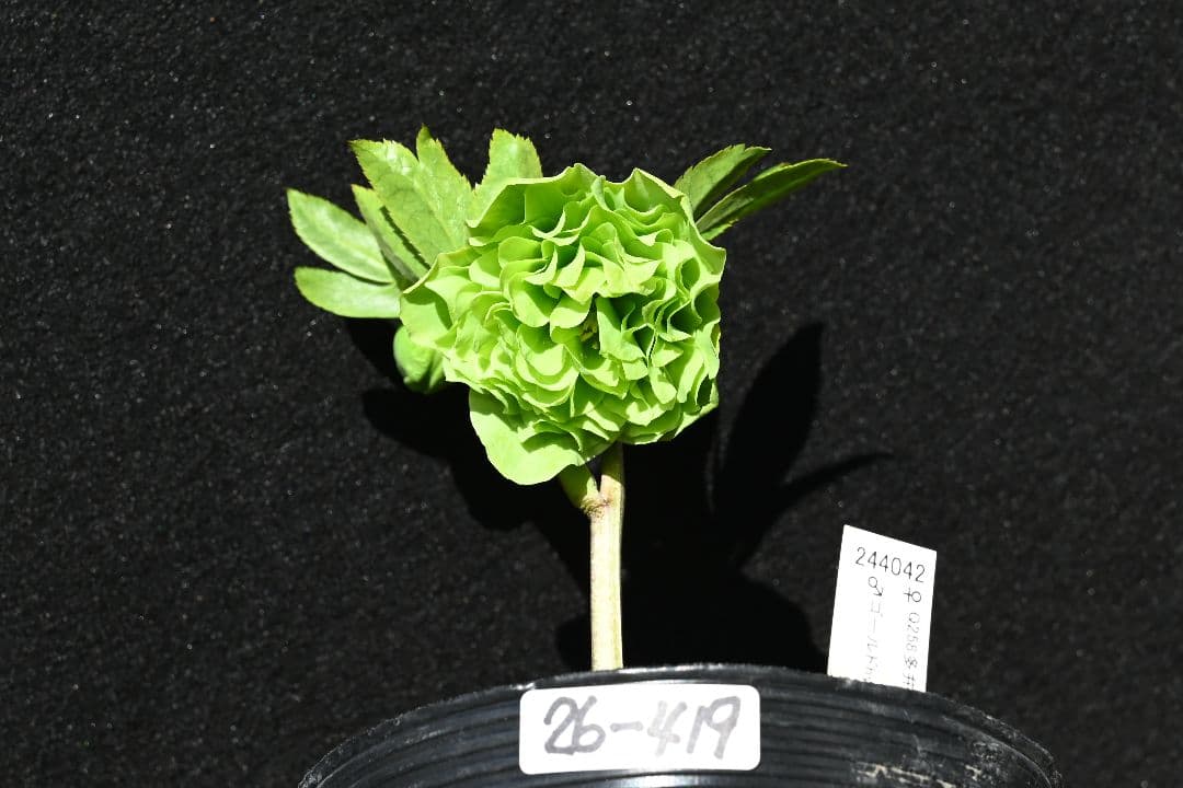 クリスマスローズ 珍品！グリーン多弁 加藤農園 - メルカリ