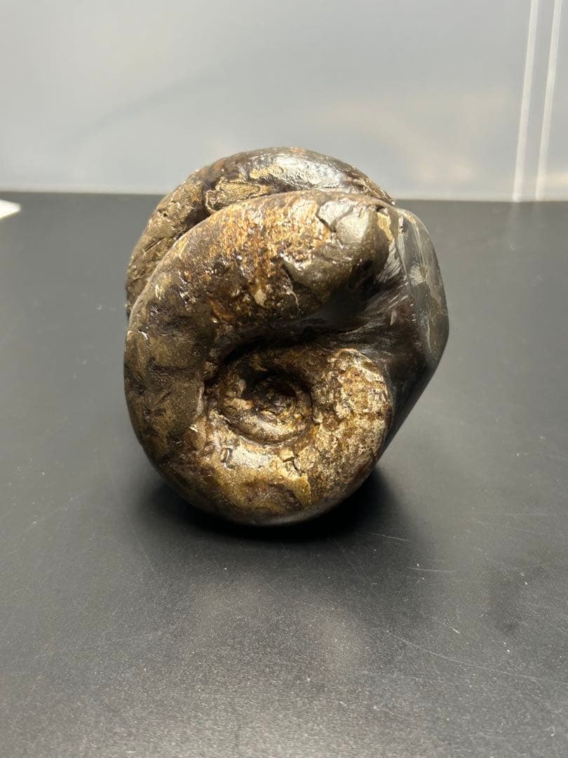 アンモナイト化石 北海道 三笠 アナゴードリセラス