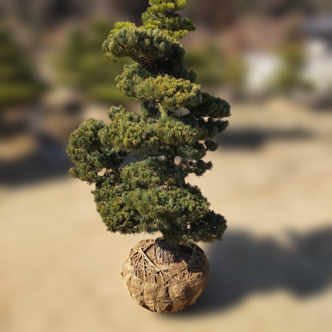 五葉松 八房 ◇ 超破格値! 引取限定 - メルカリ