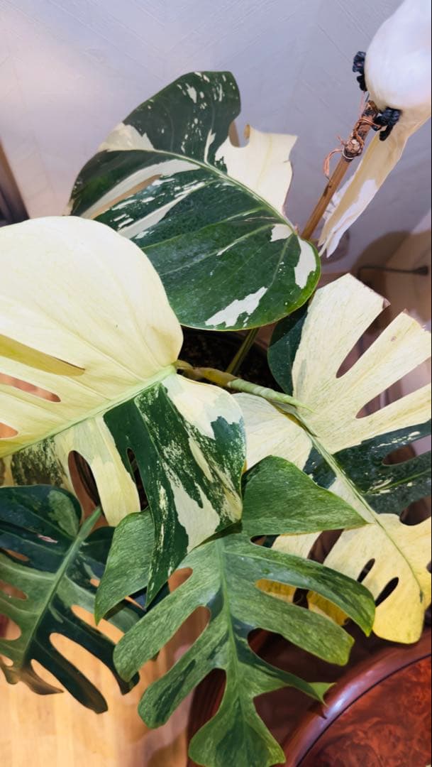 モンステラ デリシオーサ ジャングルミント - メルカリ