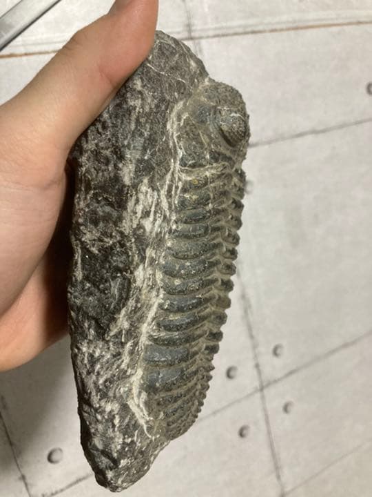 ドロトプス・メガロマニクス 三葉虫 化石 巨大 - メルカリ