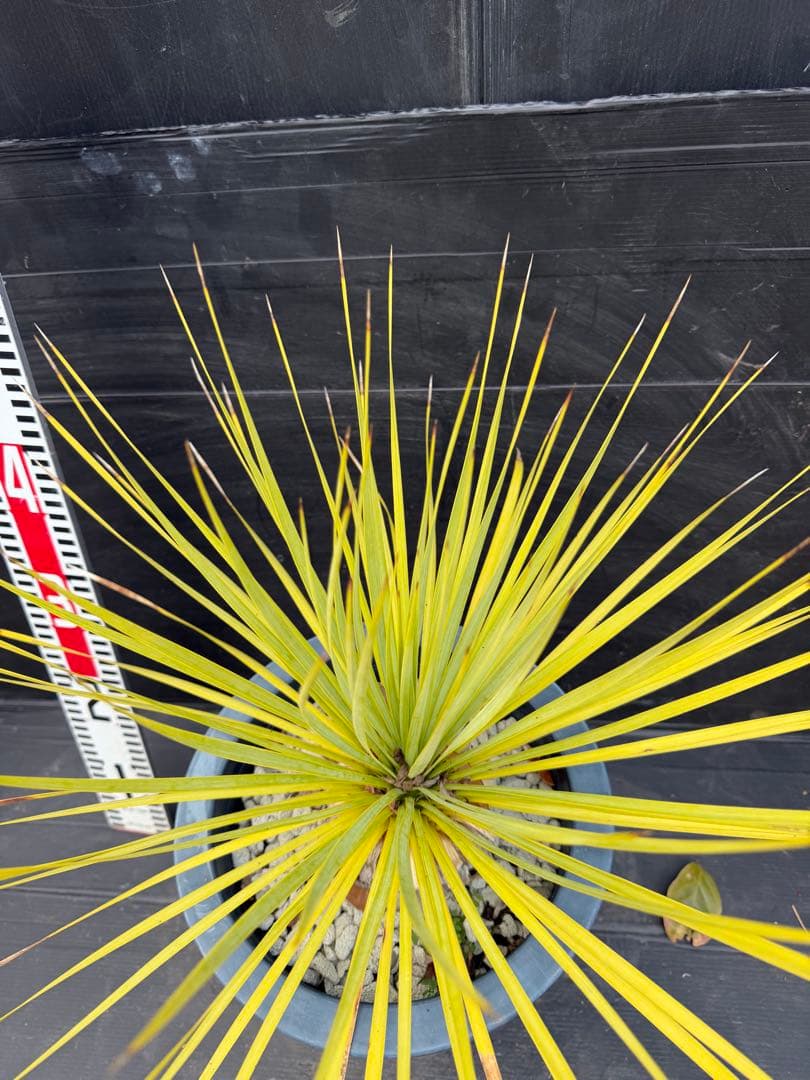 ユッカ ロストラータ 細葉 実生 中型 黒鉢