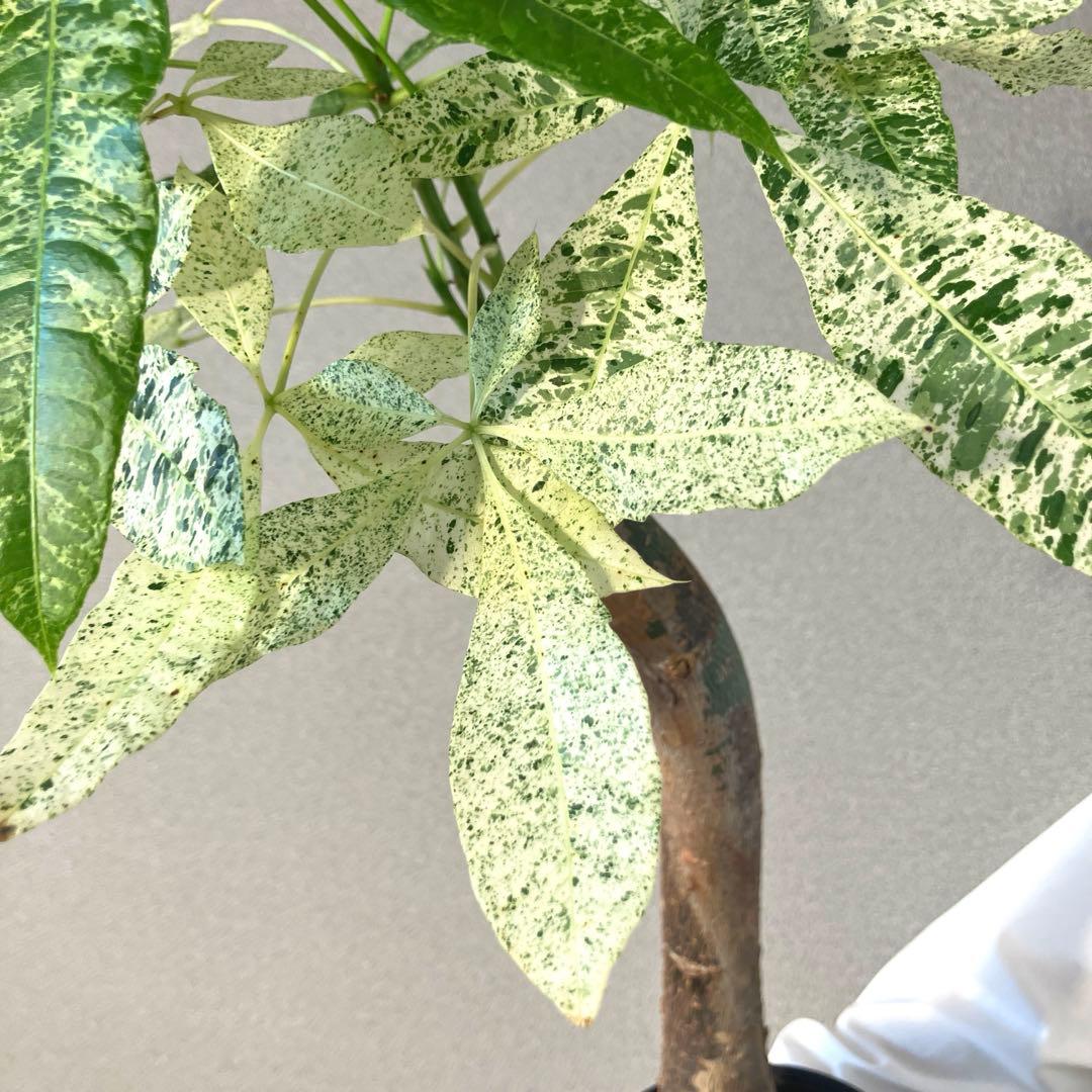 超希少❗️白勝❗️パキラ ミルキーウェイ 接木✨