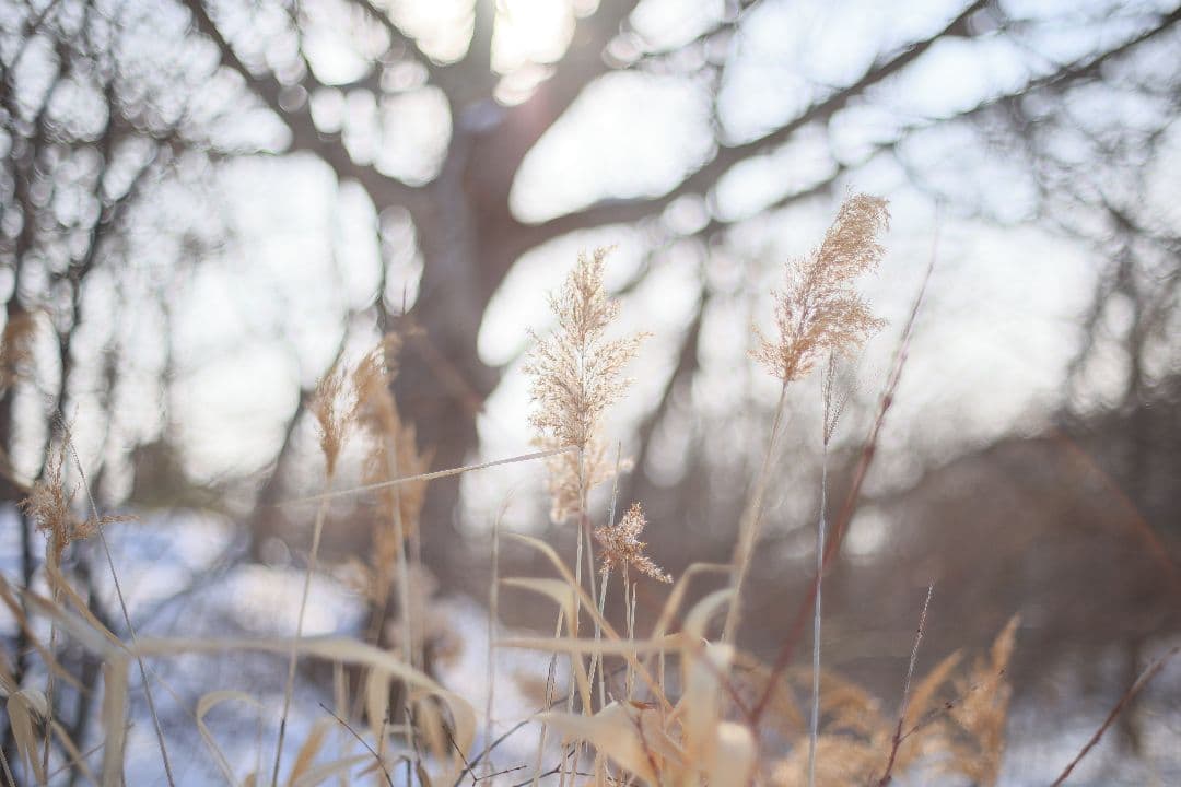 《希少》EBC FUJINON 50mm F1.4 前期型 光学美品【黄変除去】