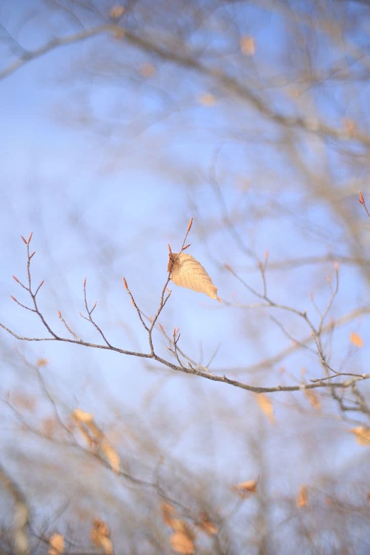 《希少》EBC FUJINON 50mm F1.4 前期型 光学美品【黄変除去】