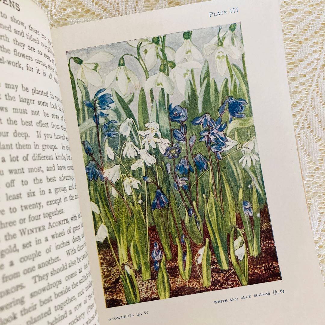 洋書 古書 希少 イギリスのアンティーク植物図鑑 色鮮やかで美しい
