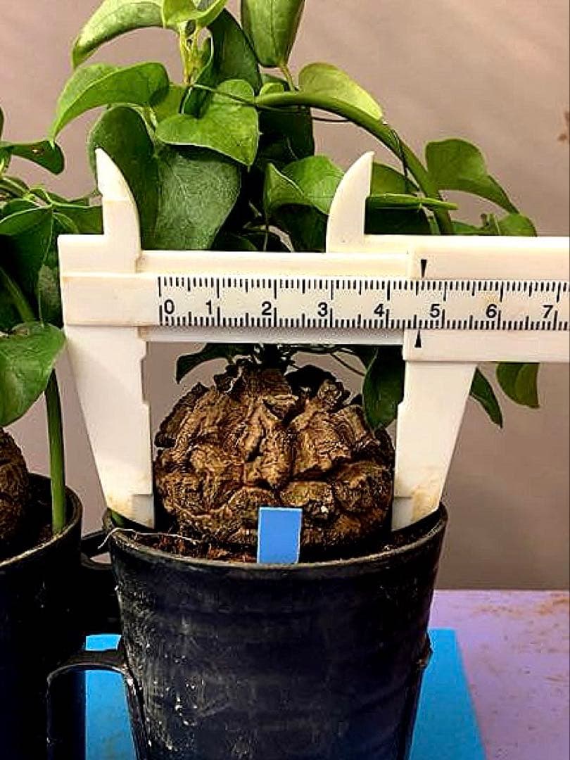 2.5号X2B》亀甲竜 2鉢セット - メルカリ