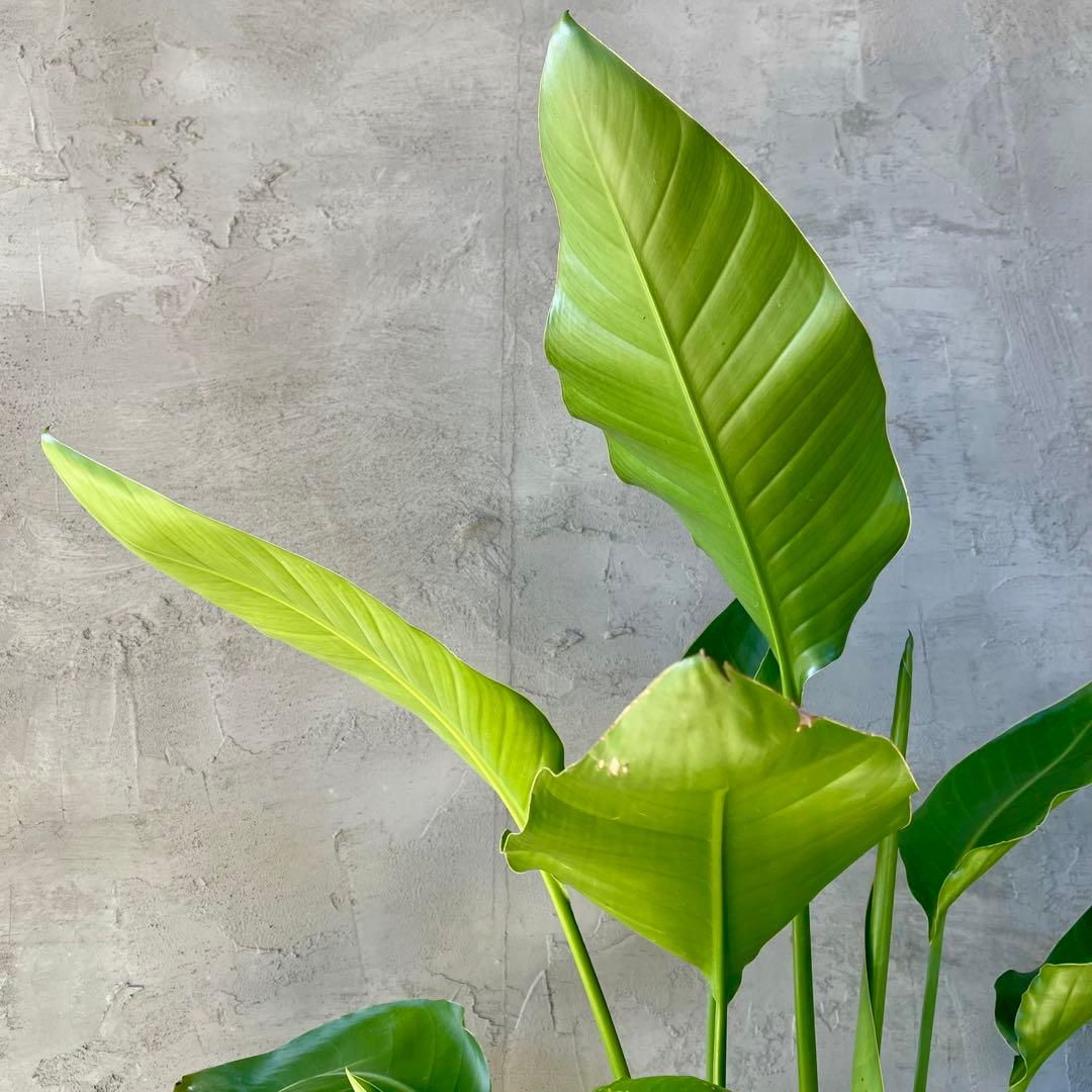 ストレリチア オーガスタ 4株 天然苔仕立て 陶器鉢 植え込み発送