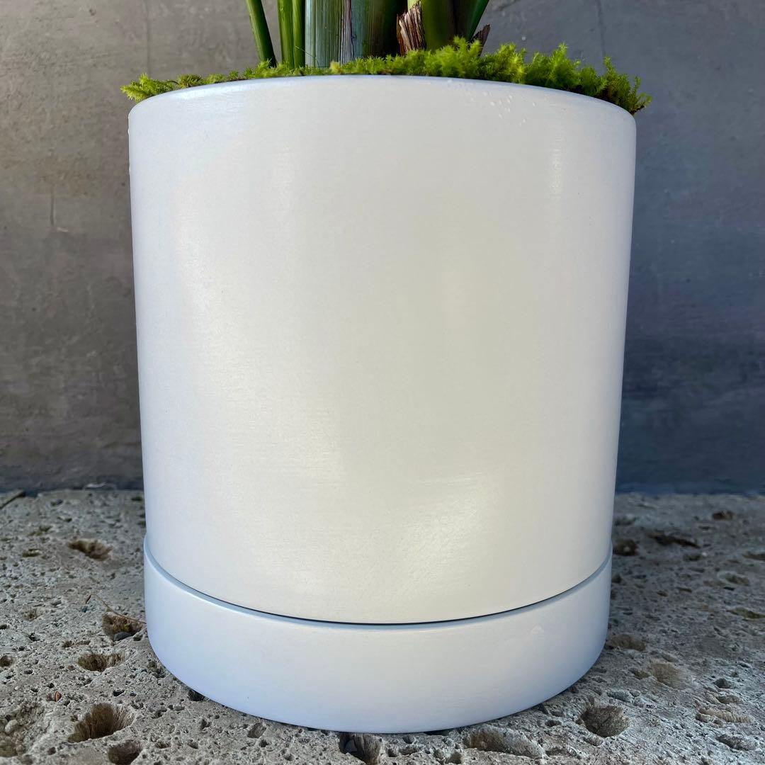 ストレリチア オーガスタ 4株 天然苔仕立て 陶器鉢 植え込み発送