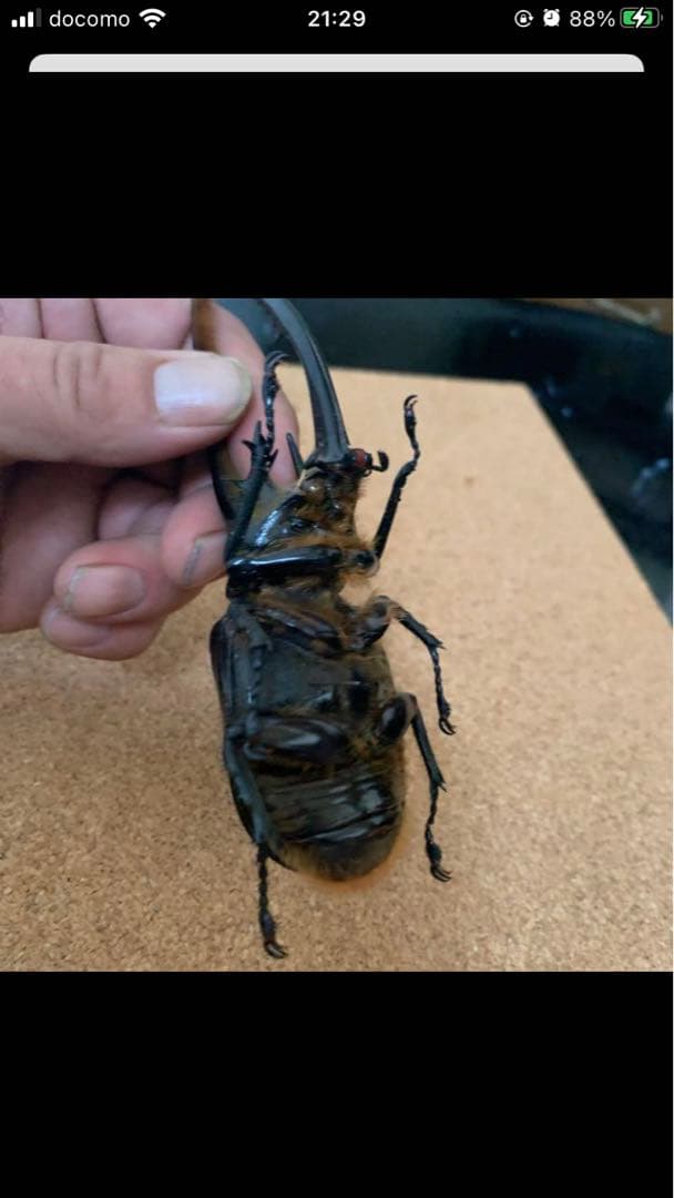 ネプチューンオオカブト♂野外品標本 - メルカリ