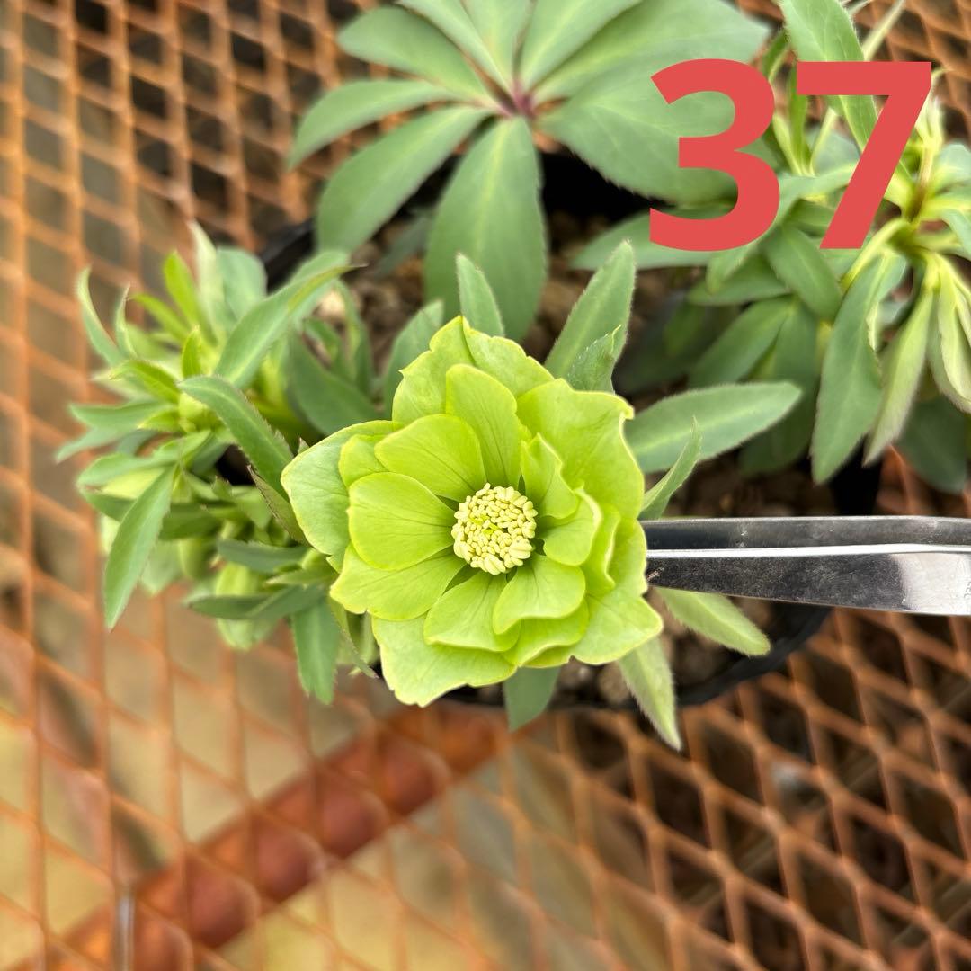 クリスマスローズ 原種交配系 ダブル グリーン パールエッジ