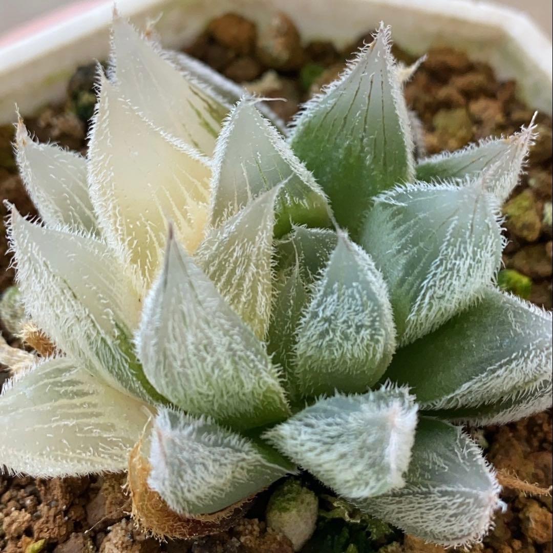ク*フ様 多肉植物 ハオルチア 白狐伝 超美品 - メルカリ