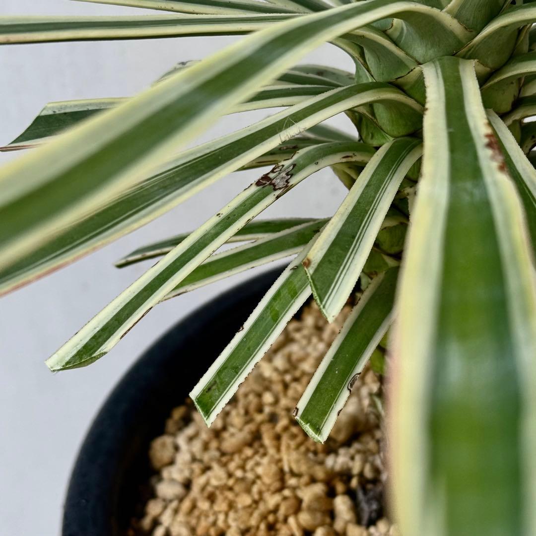 トモジュン様用 ユッカ アロイフォリア 斑入り②バリエガータ 千寿蘭