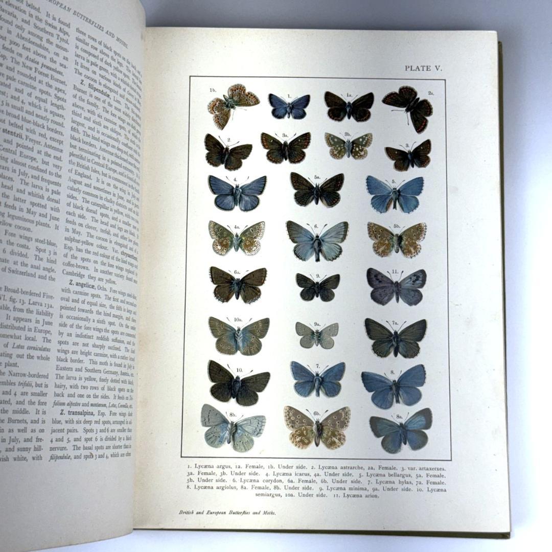 英国手彩色蝶類図譜 「英国とヨーロッパの蝶と蛾」 カービー 1895年