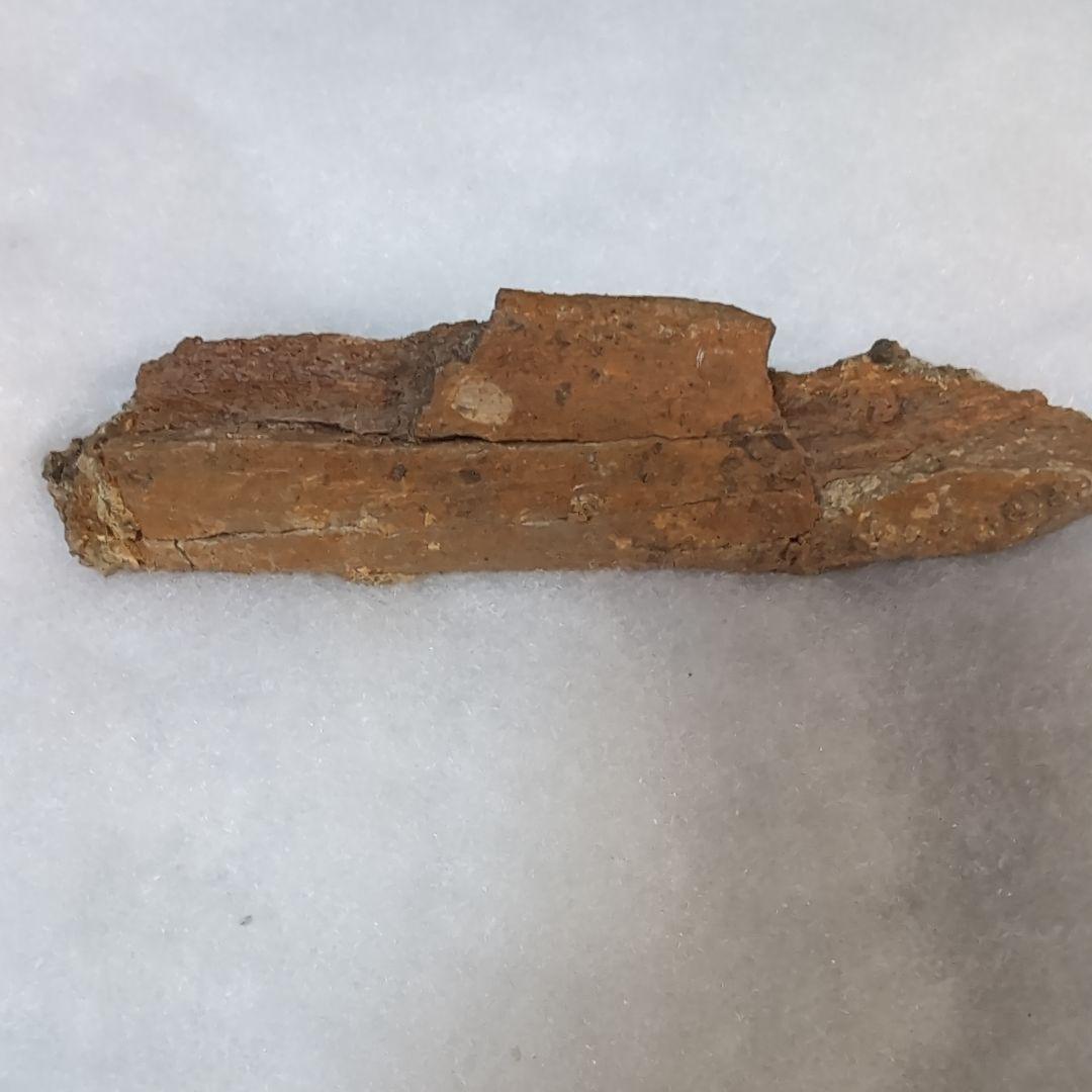 本物 恐竜 エドモントサウルスの助骨 化石 ヘルクリーク層 ネーム