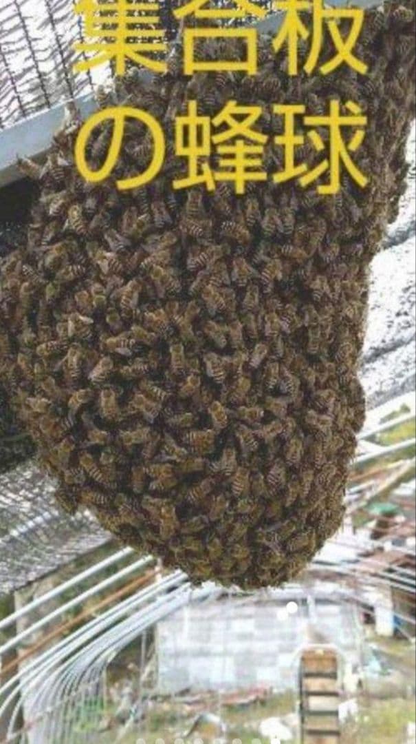 日本蜜蜂 誘引液 約500ml☆蜜蝋約100g☆巣屑約100g☆説明書付4 - メルカリ