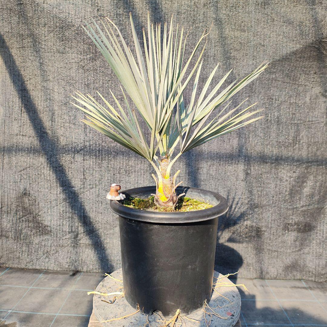 ブラヘア　アルマータ BROTHER BRIDGE ブラザーブリッジ ALBERT アルバート VINTAGE BLK