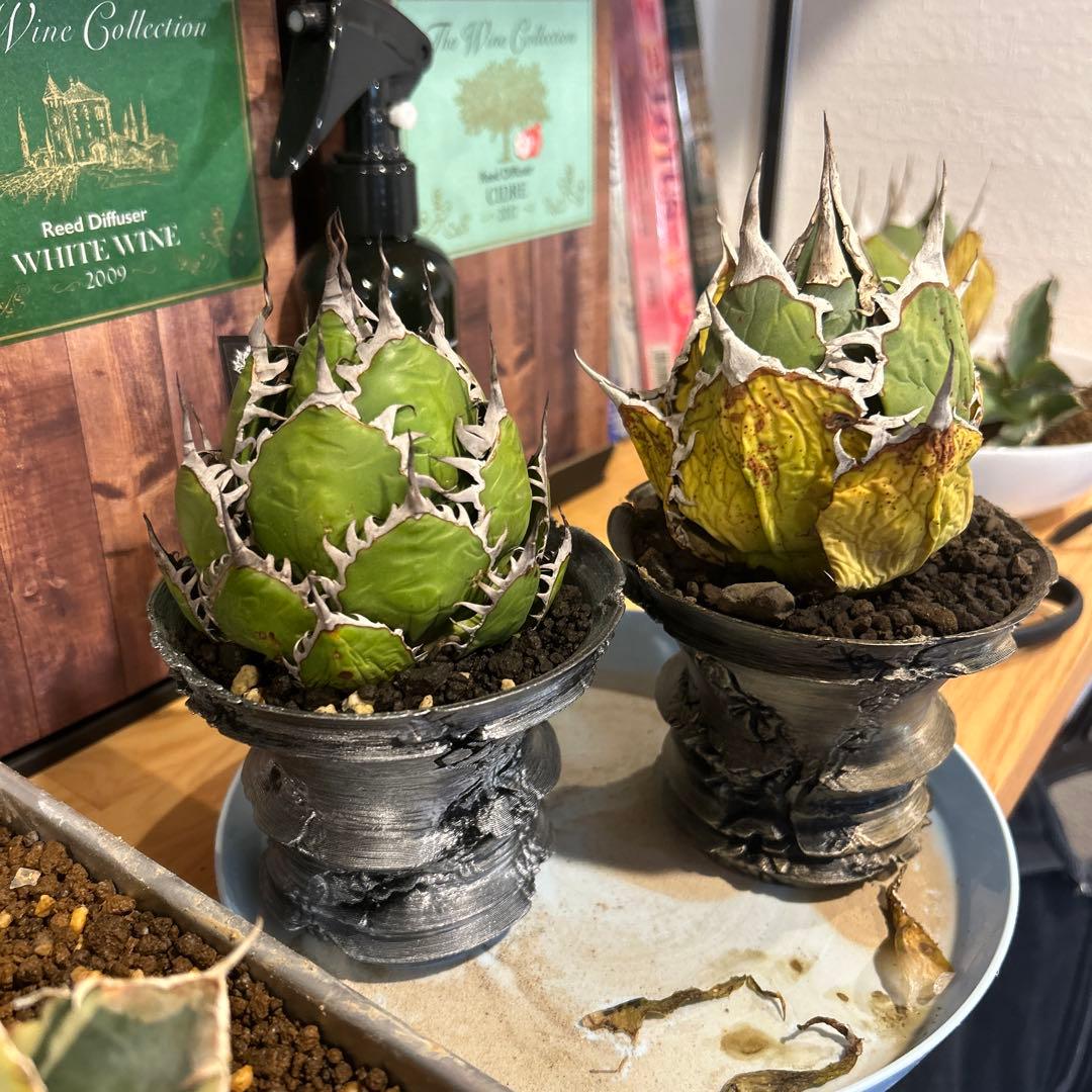 ホリダ×FO-076特選鉢付き アガベ チタノタ FO-076 