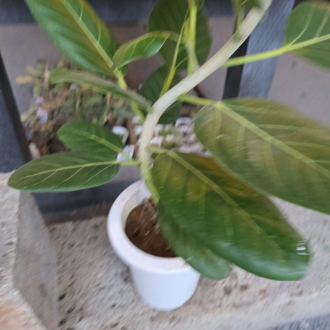 ⑭ フィカス ベンガレンシオードリー曲がり仕立て 7号 最高等級極上品