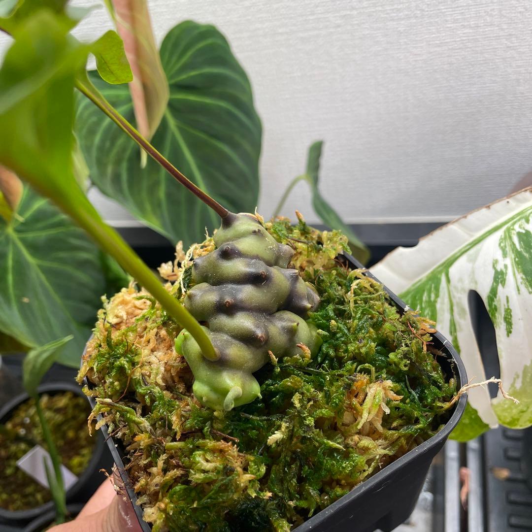 レカノプテリス イエローチップ 株分子株 安定してます - メルカリ