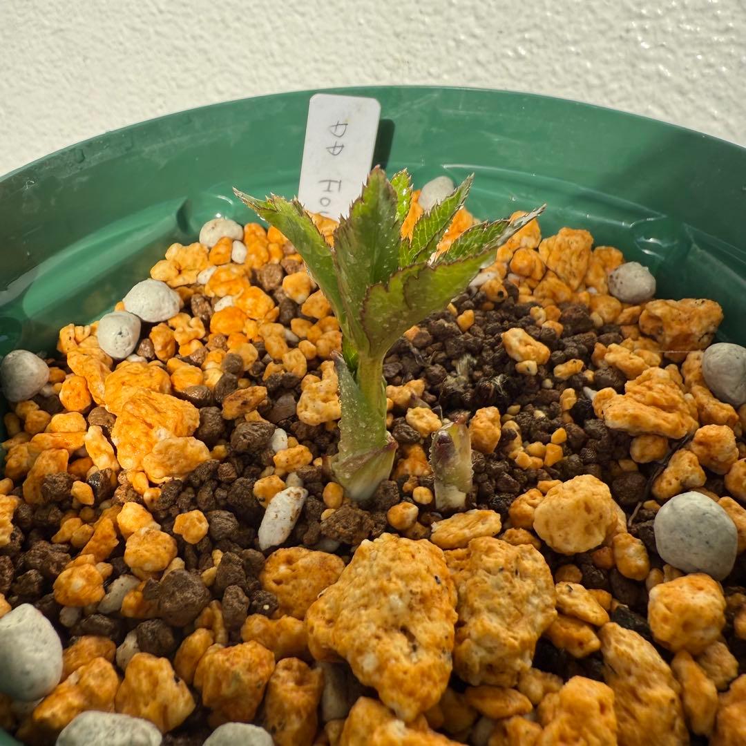 クリスマスローズ 大木ナーセリー dd Foujita 株分け - メルカリ