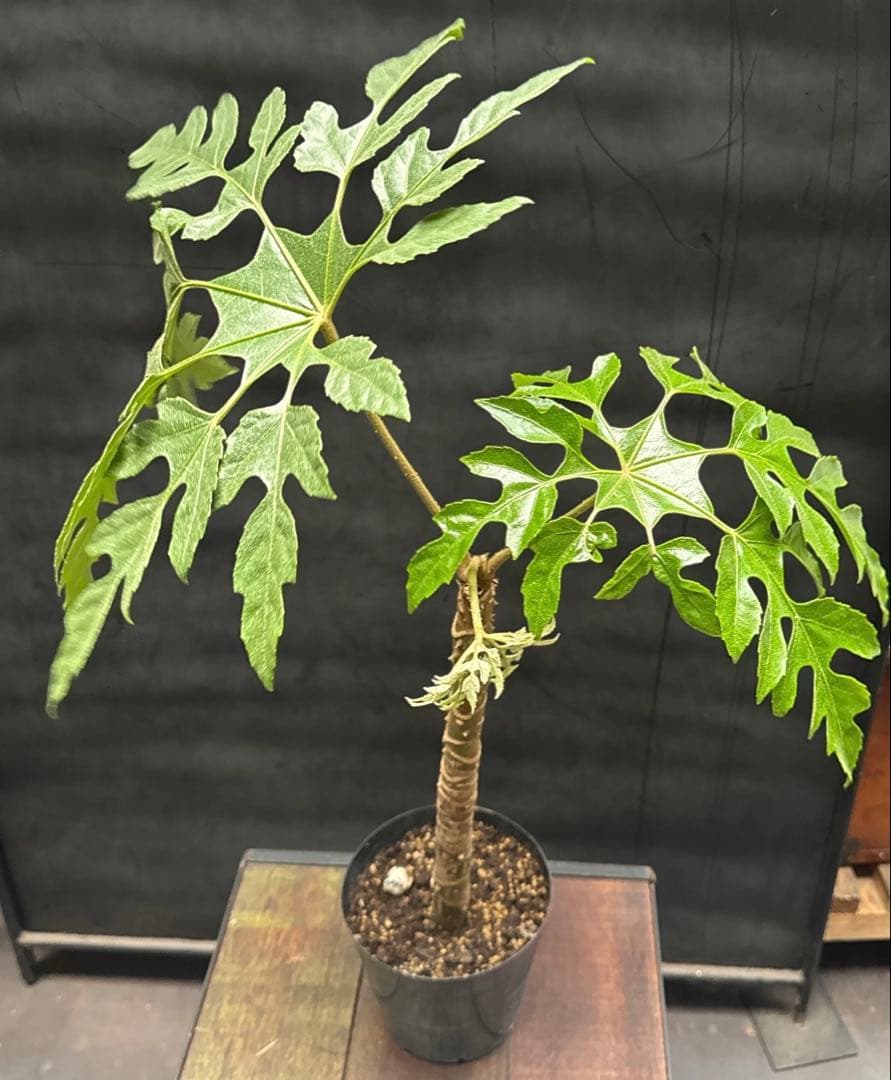 希少珍種 トレベシア パルマータ 観葉植物 630 - メルカリ