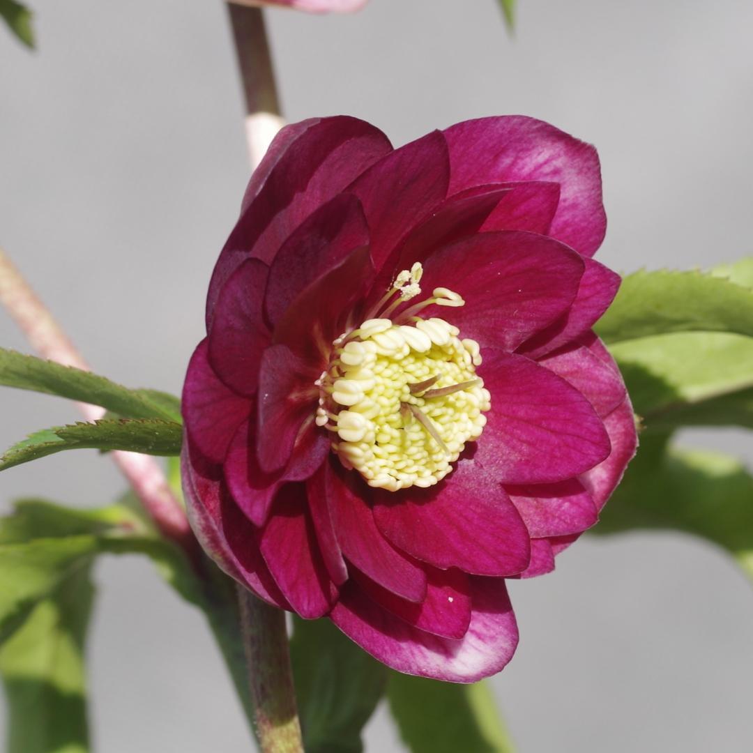 7196 認定！グロッシーカラー クリスマスローズ開花 加藤農園 - メルカリ