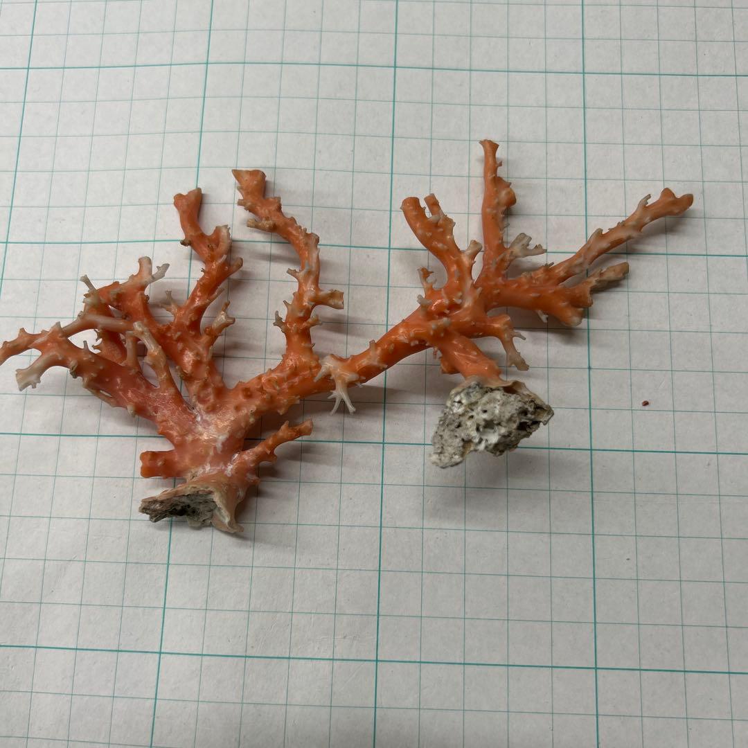 ピンク珊瑚の原木　タツキ